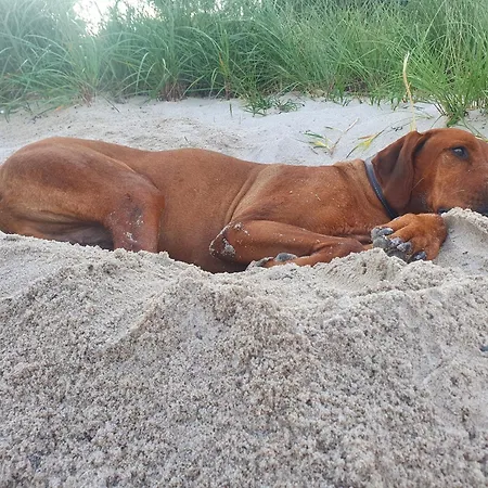 Sahrensdorfer Mühle 2 Apartment Sahrensdorf